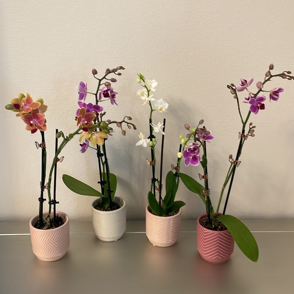 4 Mini Orchid Pots
